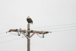 Bald eagle on power pole horizontal photo