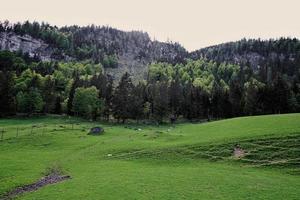 Animals on meadow at Untertauern wildpark, Austria. photo