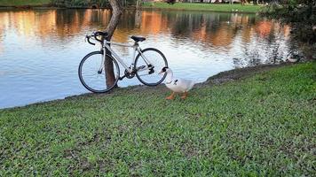 A cycling afternoon on the lake photo