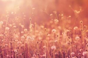 Meadow flowers, beautiful fresh morning in soft warm light. Vintage autumn landscape blurry natural background. photo