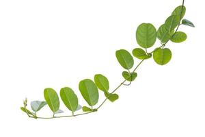 vine plants isolated on white background, clipping path. photo