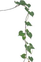 vine plants isolated on white background. clipping path photo