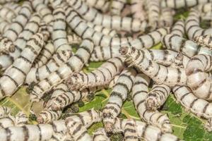 Silkworm eating mulberry green leaf photo