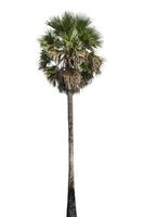 Sugar palm Tree isolated on white background photo