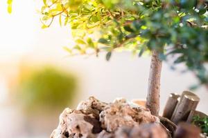 hojas verdes de la naturaleza del árbol en fondos de la luz del sol. foto