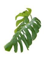 Monstera plant tropical jungle leaves, The plant used design pattern, on white background, clipping path. photo