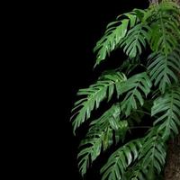 plant tropical leaves jungle, dark green foliage isolated on black background. Clipping path photo