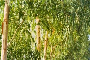 hojas de eucalipto y fondo de eucalipto de árbol de tronco foto