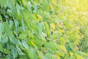 Eucalyptus leaves. branch eucalyptus tree nature background photo