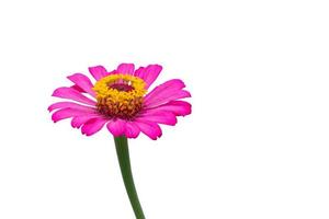 pink flower isolated on white background. Clipping path photo