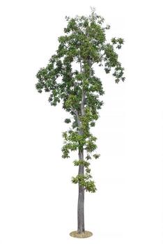 Tree Isolated on white background, Object element for design. Clipping path photo