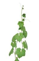 vine plants isolated on white background. clipping path photo
