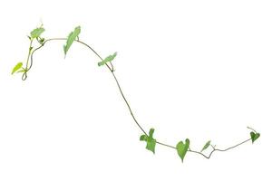 vine plants isolate on white background, clipping path photo