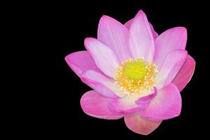 Lotus flower plant isolated on black background, Clipping path
