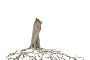 Root tree isolated on white background. Clipping path photo