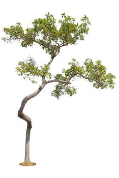 Tree Isolated on white background, Object element for design. Clipping path photo