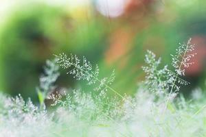 meadow flowers on morning dew under sunlight photo