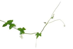 vine plants isolate on white background, clipping path photo