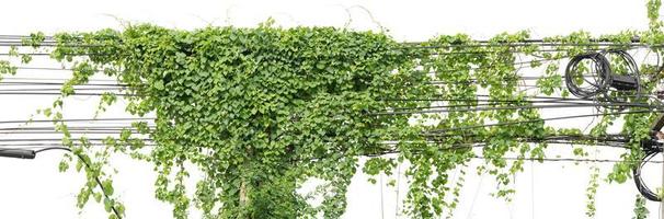 Plants ivy. Vines on poles on white background, clipping path. photo