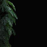 plant tropical leaves jungle, dark green foliage isolated on black background. Clipping path photo