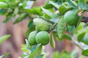 Lemon plant tree photo