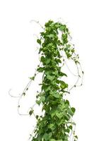 vine plant isolated on white background. Clipping path photo