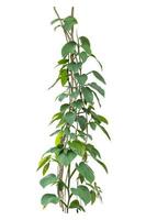 Jungle vine plants isolate on white background, clipping path photo