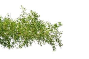 bamboo tree branch isolated on white background photo