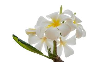 plumeria tropical flowers isolated on white. Clipping path photo