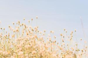 meadow flowers in soft warm light. Vintage autumn landscape blurry natural background. photo