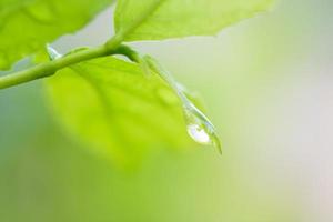 gota de agua y fondo de textura de hoja verde foto