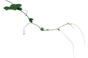 vine plant isolated on white background, clipping path photo