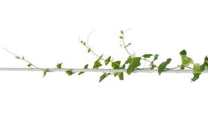 vine plants isolate on white background photo