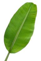 banana leaf isolated on white background, Clipping path photo