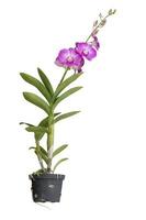 orchid isolated on white background. Clipping path photo