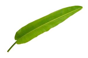 banana leaf on transparent layer have Clipping path photo