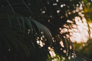palm leaf in sunset nature photo