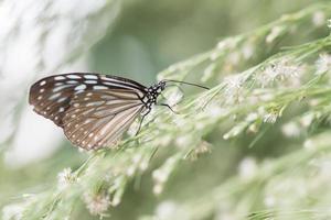 Butterfly on flower in nature outdoor photo