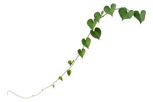 vine plants isolate on white background, clipping path. photo