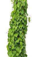 vine plant isolated on white background, clipping path photo