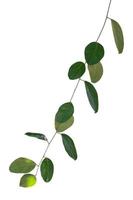 Vine Plant tropical foliage, Ivy green hang isolated on white background, clipping path photo