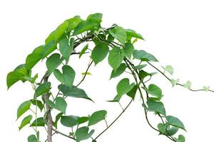 vine plants isolated on white background. clipping path photo