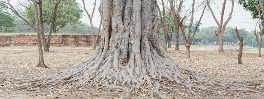 árbol de raíz en el parque foto