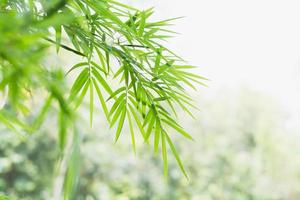 bamboo leaves background photo