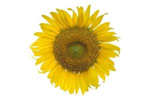 sunflower isolated on white background. clipping path photo
