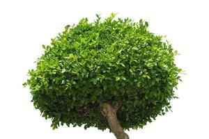 Tree Isolated on white background, Object element for design. Clipping path photo