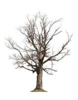 dry tree isolated on white background photo