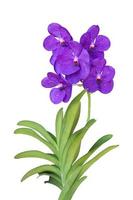 orchid isolated on white background. Clipping path photo