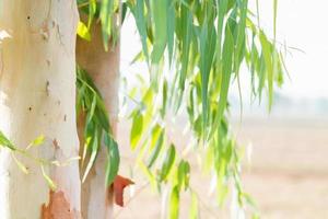 hojas de eucalipto y fondo de eucalipto de árbol de tronco foto