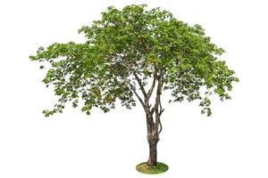 Tree Isolated on white background, Object element for design. Clipping path photo